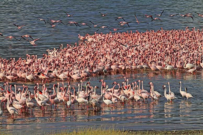 Tausende, manchmal Millionen Flamingos treffen zwischen April und Juni an den Seen des Rift Valley in Kenia ein und machen die Landschaft zu einem Meer aus Rosa.