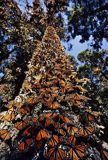 Wenn in Nordamerika im Herbst die nahrhaften Blüten knapp werden, brechen rund 200 Millionen Monarchfalter auf zu ihrer bis zu 5000 Kilometer weiten Flatterreise nach Mexiko.