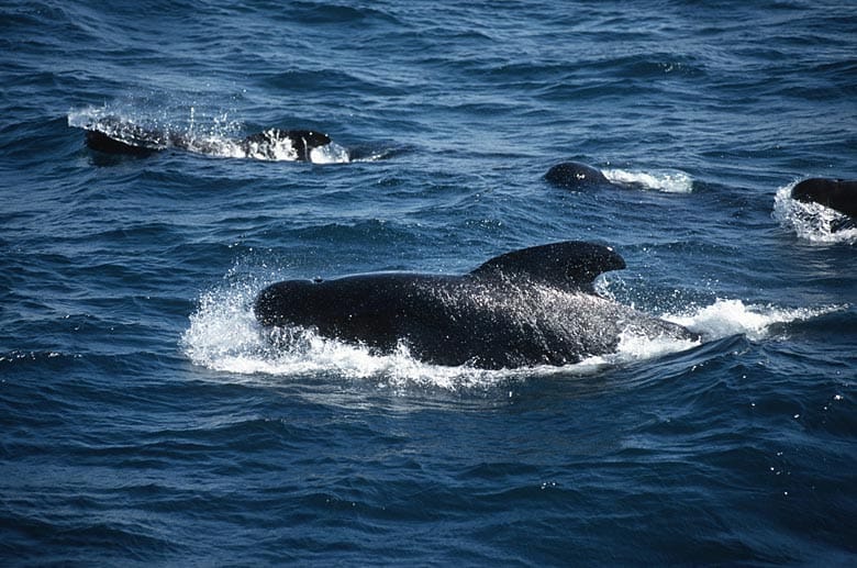 Regen Pendelverkehr betreiben auch die Grau- und Buckelwale, die ihre Sommer in den fischreichen Gewässern des Nordpolarmeeres vor Alaska und Sibirien verbringen. Im Herbst geht es auf die weite Reise in die warmen Gewässer um Hawaii und Mexiko, wo sie ihre Jungen großziehen.