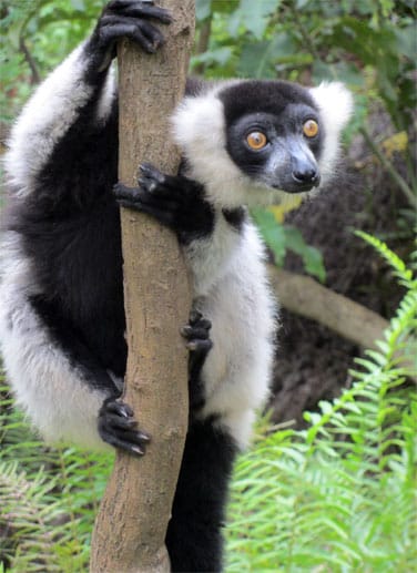 Vorfahre mit Kulleraugen: Lemuren zählen zu den Menschenaffen, sind aber viel älter. Die Tiere sind die Stars Madagaskars.