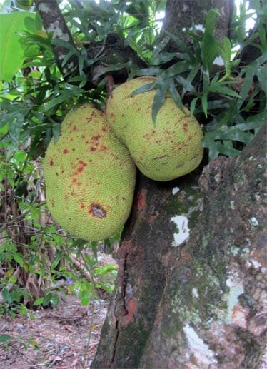 Reiche Ernte: Neben Kokosnüssen, Mangos, Avocados und Brotfrüchten, gedeiht in Madagaskar auch die Jackfrucht