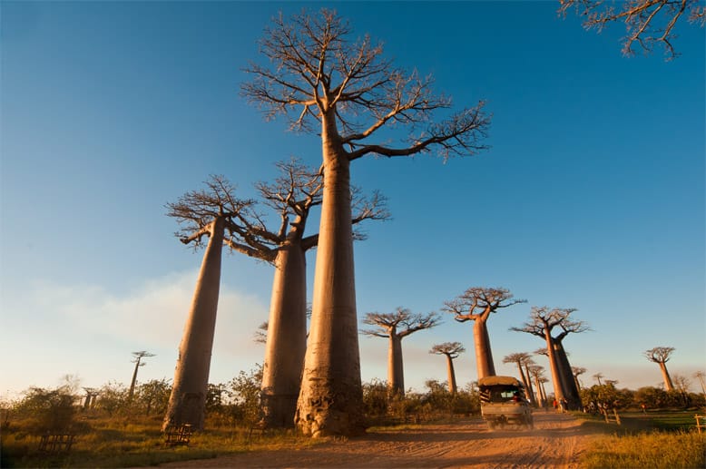 Berühmte Bäume: In der Nähe von Morondova liegt die Straße der Baobabs, die mit ihren kleinen Kronen und mächtigen Stämmen unverkennbar sind.