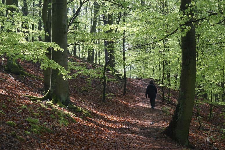 Wer im Naturpark Kellerwald-Edersee wandert, kann 68 Kilometer Urwaldsteig entdecken.