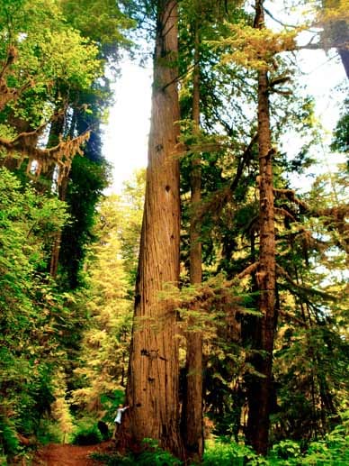 Redwood-Nationalpark: In dem Schutzgebiet wachsen die riesigen Küstenmammutbäume, auf Englisch kurz Redwoods, die mit bis über 100 Metern Höhe die größten Bäume der Welt sind.