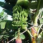 Prächtige Bananenstauden finden Reisende auf Teneriffa in allen Gärten und Parks. In Plantagen werden sie kommerziell angebaut und in viele Länder exportiert.