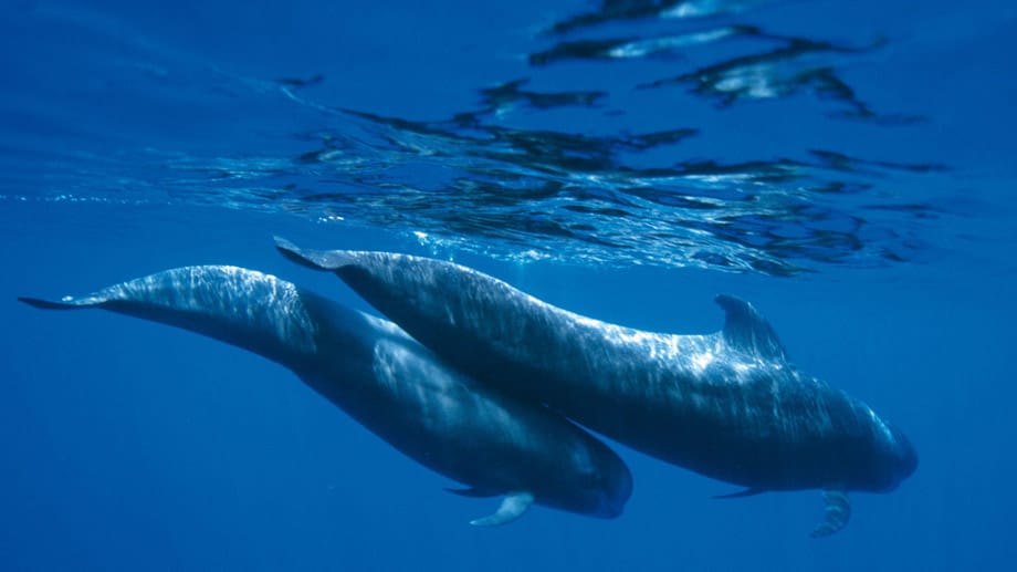 An der Südwestküste von Teneriffa können Touristen mit ein wenig Glück Grindwale und Delfine beobachten.