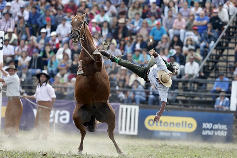 Kritik am Gaucho-Festival gibt es nicht nur wegen der mangelnden Sicherheit für die Reiter. Auch mit dem Wohl der Tiere werde bei der Veranstaltung gespielt.