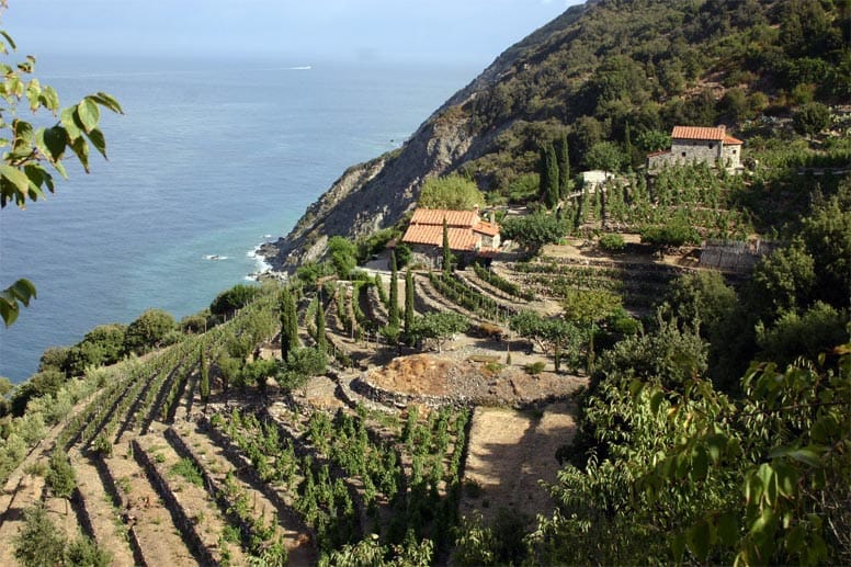 Im Westen der Insel werden Wein und Oliven angebaut.
