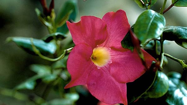 Mandevilla