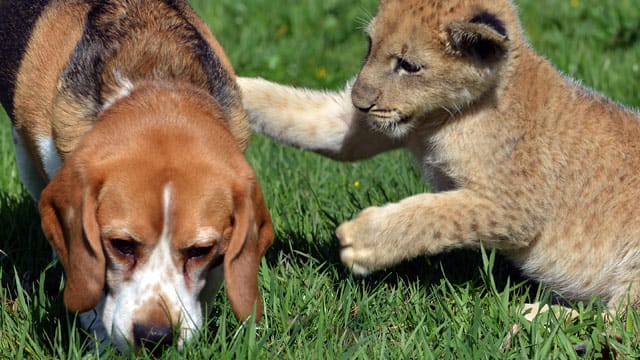 Dann geht es ab in den Garten: Zurzeit darf Malor noch mit dem Hund seiner Ziehfamilie spielen.