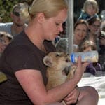 Sechsmal am Tag bekommt der kleine Löwenjunge eine Flasche mit Katzenmilch.