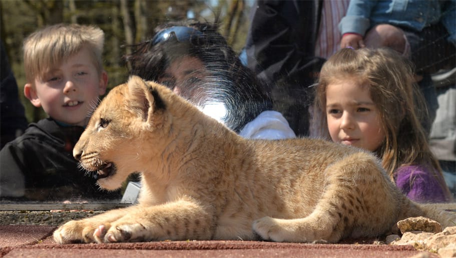 Schon jetzt verbringt der kleine Löwenjunge täglich eine Stunde im Gehege und begeistert dort große und kleine Besucher.