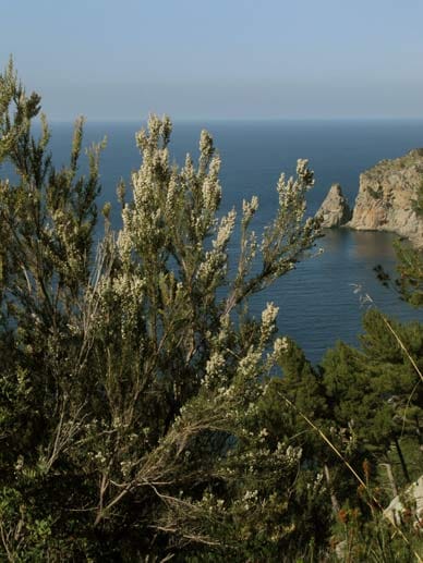 Klar, Mallorca hat einige schöne Buchten zu bieten. Eine der abgelegensten ist die Cala Tuent und deshalb ist sie auch so reizvoll. Im Norden der Insel liegt der Strand im Schatten des Puig Major (höchster Berg Mallorcas) an der Tramuntana-Küste. Die 200 Meter breite Bucht erreichen Besucher über Mallorcas berühmte Serpentinenstraße, die Sa Calobra. Umgeben von grünen Felsen und Wäldern finden sich auch schnell schattige Plätzchen als Rückzugsorte aus der Sonne.
