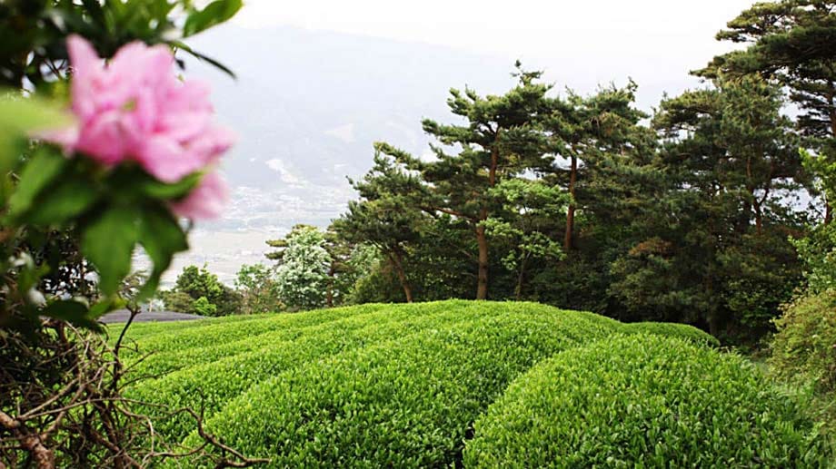 Teefelder in der japanischen Region Uji. Hier kommt der beste Matcha-Tee her.