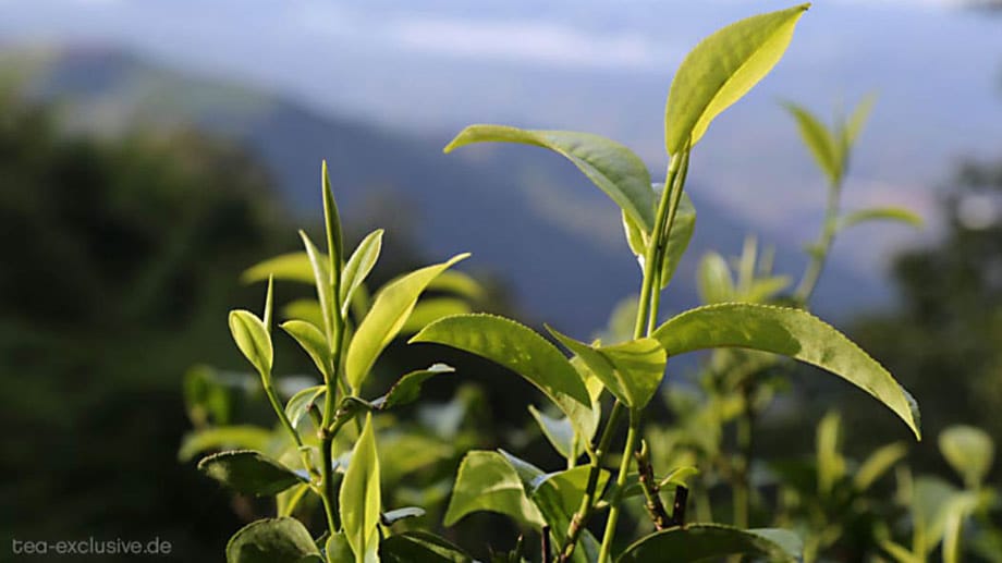 Eine Teepflanze wächst in der südchinesischen Provinz Yunnan. Hier kommt der beste Tee aus China her.