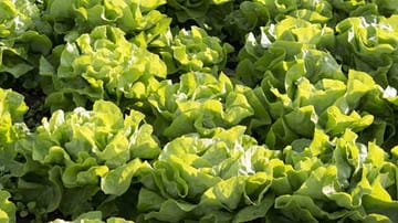 Kopfsalat sollte zeitversetzt gepflanzt werden, damit nicht zu viele Köpfe gleichzeitig fertig werden.