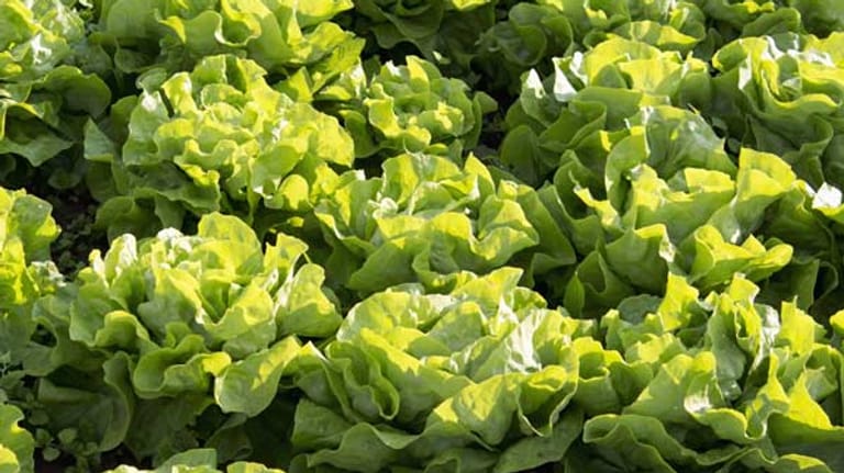 Kopfsalat sollte zeitversetzt gepflanzt werden, damit nicht zu viele Köpfe gleichzeitig fertig werden.