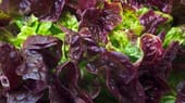 Eichblattsalat gehört zu den so genannten Pflücksalaten.