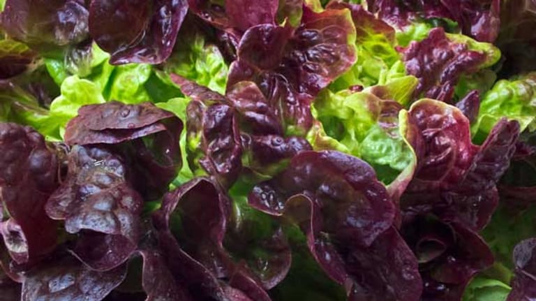 Eichblattsalat gehört zu den so genannten Pflücksalaten.