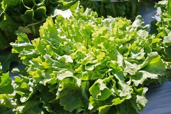 Endivien-Salat ist perfekt für Spätsommer und Herbst.