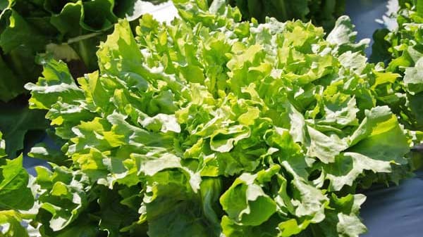 Endivien-Salat ist perfekt für Spätsommer und Herbst.