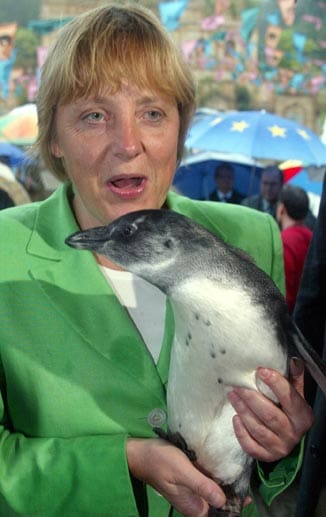 Was hat Merkel im Jahr 2002 denn hier so erschreckt? Das kleine Pinguin-Baby "Helmut" kann es bestimmt nicht gewesen sein. Der kleine Kerl hat Merkel als Patin - er lebt im Zoo Hannover. Doch ihr Verhältnis scheint angespannt zu sein, denn bei einem Besuch im Zoo Hannover 2003 verkroch sich der scheue Vogel in seiner Höhle und verschmähte selbst die angebotenen Fische der CDU-Chefin.