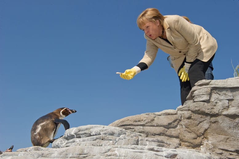 Merkel und die Pinguine: Im Ozeaneum in Stralsund lockte sie die Tiere 2011 bei einem Besuch mit Leckerbissen.