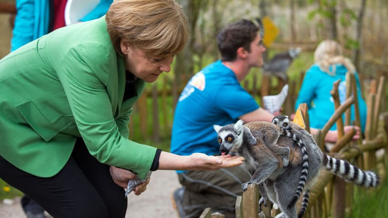 Auch für diese Kattafamilie war noch ein bisschen Futter übrig.