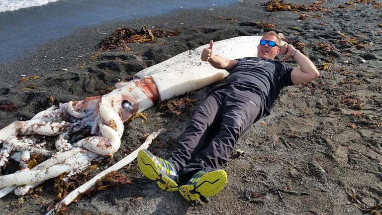 So riesig ist der Tintenfisch, der in Neuseeland angespült wurde: Mit Tentakeln ist er sieben Meter lang.
