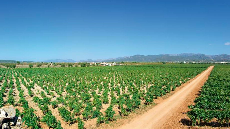 Die Bodega Ribas ist auch eines der Aushängeschilder für den Weinanbau auf Mallorca. Das älteste Weingut Mallorcas baut einheimische Weine an. Daher enthalten die Weine der Bodega Ribas stets einen großen Anteil an autochthonen Rebsorten wie die rote Manto-Negro-Traube und die weiße Prensal Blanc.