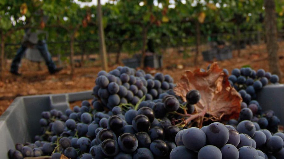 Das Weingut Ribas in der Ortschaft Consell im Herzen Mallorcas ist nicht nur das älteste Weingut der Insel. Seit mehr als 300 Jahren werden hier Weine gekeltert. Bereits im Jahr 1711 begann Pedro Ribas de Cabrera, Vorfahre der heutigen Besitzer, mit dem Bau des Weinkellers.