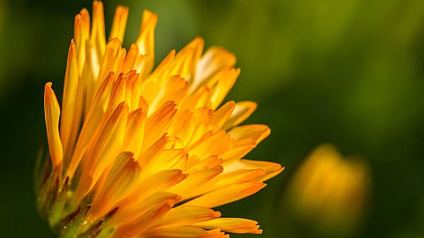 Ringelblume (Calendula officinalis): Wenn sie ihre Blüten schließt, sollte man zum Regenschirm greifen.