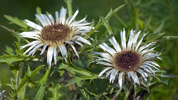 Silberdistel (Carlina acaulis): Ihre geöffnete Blüte verspricht in den nächsten Stunden Sonnenschein. Öffnet sich die Blüte selbst bei Sonne nicht, kündigt sich Regen oder ein Gewitter an.