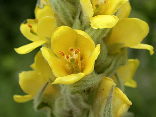 Kleinblütige Königskerze (Verbascum thapsus): Wenn sich ihr Blütenstengel nach Westen neigt, regnet es bald. Zeigt er nach Osten, bleibt oder wird es sonnig.
