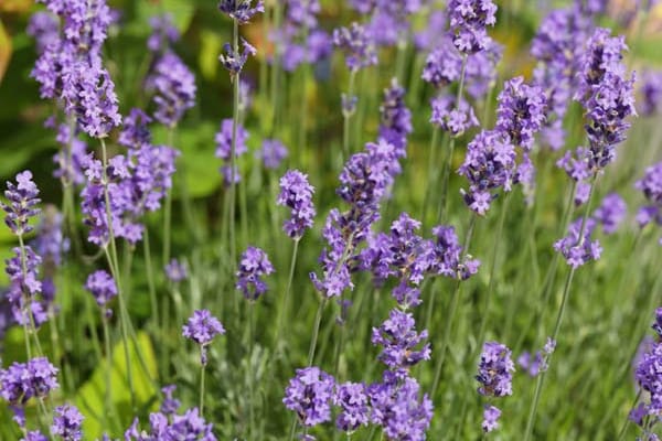 Stark riechende Pflanzen wie Lavendel mögen Schnecken nicht.