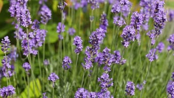 Stark riechende Pflanzen wie Lavendel mögen Schnecken nicht.