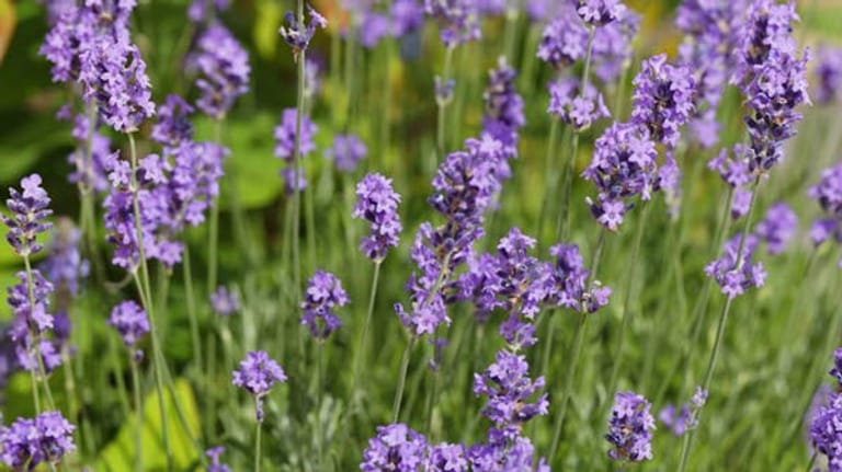 Stark riechende Pflanzen wie Lavendel mögen Schnecken nicht.