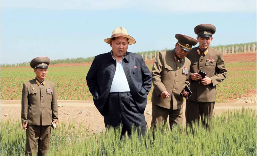 Dieses Foto zeigt Kim Jong Un auf einer Farm. Er begutachtet unter anderem Maisfelder.
