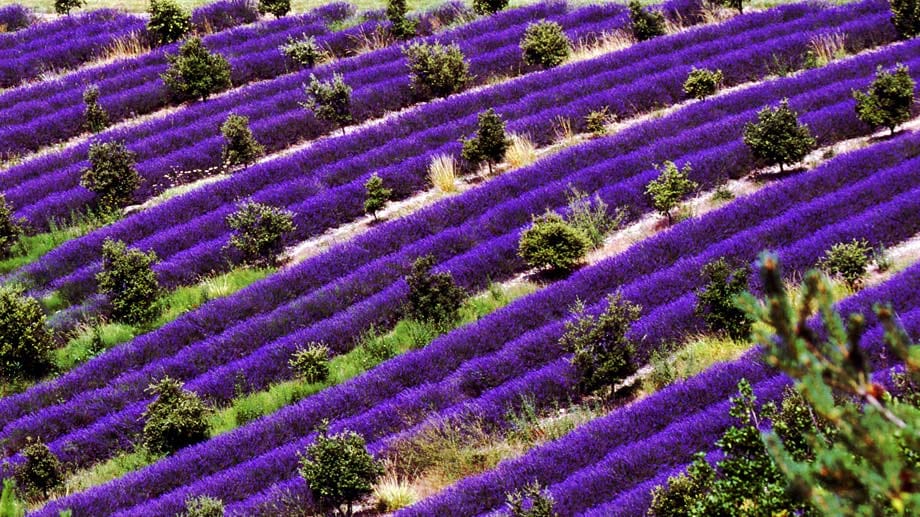 Natürliches Farbenspiel in der Provence: Leuchtend lila dekoriert der Lavendel die Landschaft.