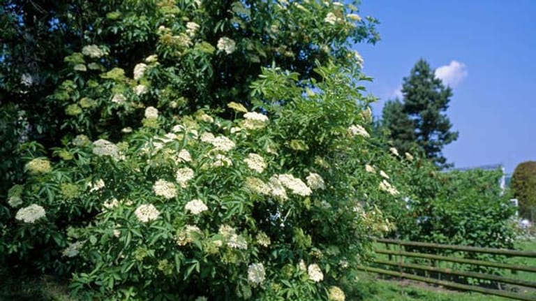 Holunder Im Garten Pflanzen, Schneiden Und Pflegen