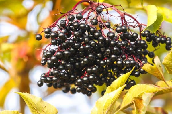 Reife Schwarze Holunderbeeren