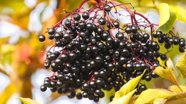 Reife Schwarze Holunderbeeren