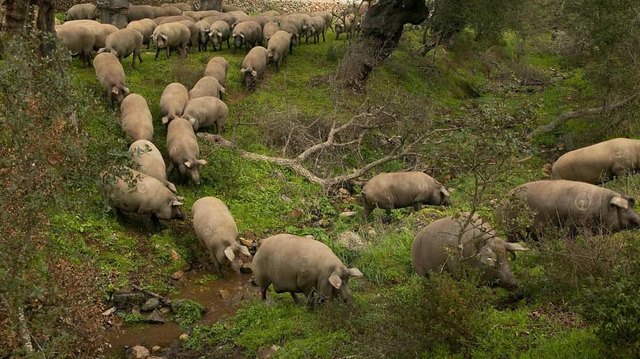 Die Ibérico-Schweine, aus denen der Joselito-Schinken entsteht, leben frei im Wald und werden mehrere Monate mit Eicheln gefüttert.