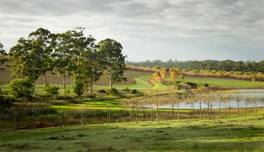 Seit etwa zehn Jahren werden in Westaustralien südlich von Perth Trüffel geerntet - wie hier auf dem Gelände der Firma The Truffle & Wine Co.