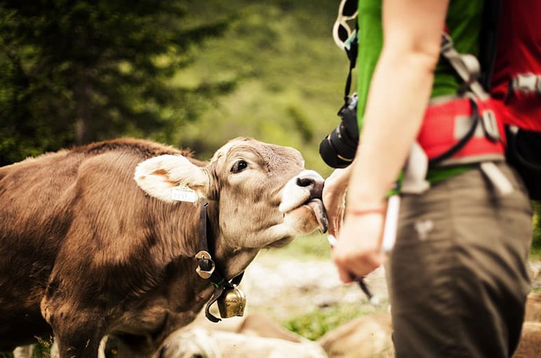 Willkommene Leckerei: Eine Kuh bedient sich am Schweiß eines Wanderers.
