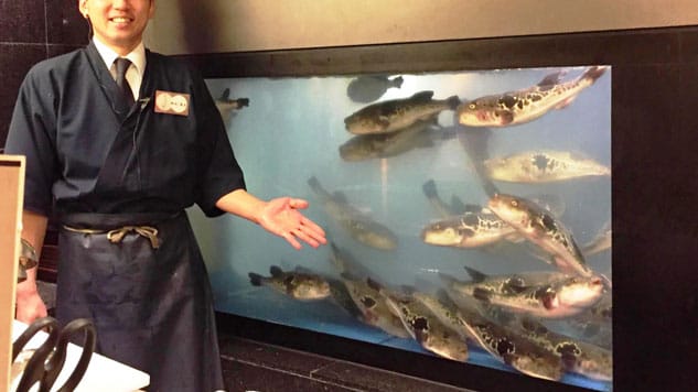 In Japan ist der Kugelfisch (auch Fugu genannt) eine Delikatesse. Nicht jeder Koch darf ihn zubereiten, da die Speise beim kleinsten Fehler tödlich sein kann. Köche brauchen in den meisten Provinzen Japans eine spezielle Lizenz. In Tokio sind die Auflagen ganz besonders streng. Dort muss man erst zwei Jahre unter Anleitung eines erfahrenen Fugu-Kochs gearbeitet haben, bevor man den ersten Test machen darf. Nur wer ihn besteht, darf selber Fugu zubereiten.