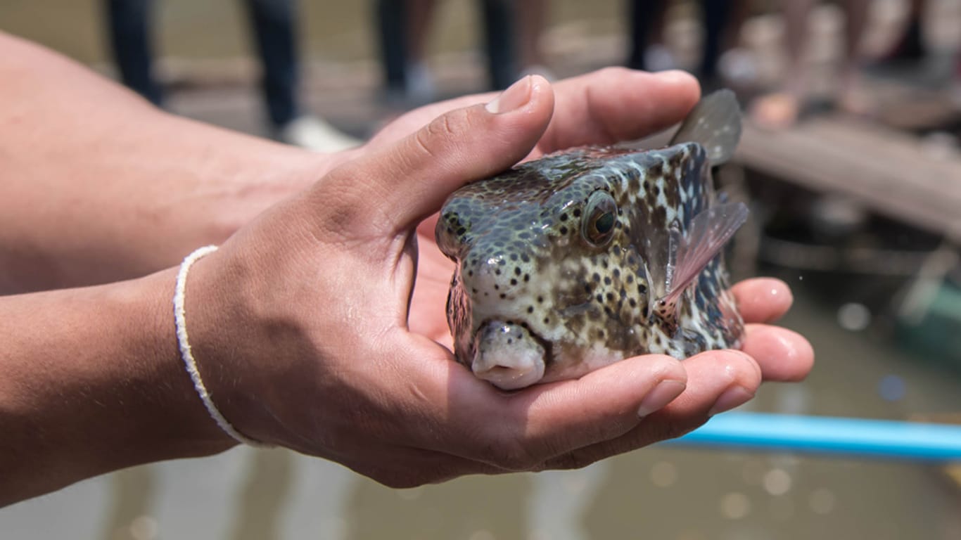 Wieviel Gift im Fugu enthalten ist und wo es sich befindet, hängt von der Jahreszeit und dem jeweiligen Fugu ab - mehr als 20 essbare Fugu-Arten gibt es.