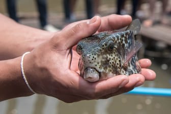 Wieviel Gift im Fugu enthalten ist und wo es sich befindet, hängt von der Jahreszeit und dem jeweiligen Fugu ab - mehr als 20 essbare Fugu-Arten gibt es.