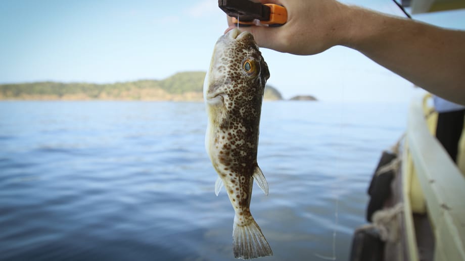 Obwohl Fugu in Japan nach wie vor gerne gegessen wird, ist der Verbrauch Medienberichten zufolge rückläufig. Der Fugu kommt zwar fast überall um das Inselreich herum vor, angesichts der rasanten Überalterung Japans gibt es aber immer weniger Fischer.