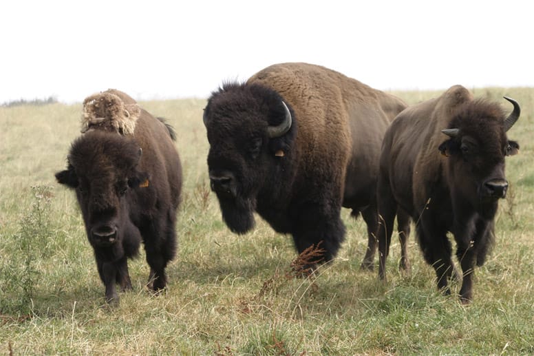 Bisons weiden vor allem in der Prärie Nordamerikas und Kanadas. Dabei ernähren sie sich von mehr als 100 verschiedenen Kräutern. Ein sehr genussvolles Bisonleben also.